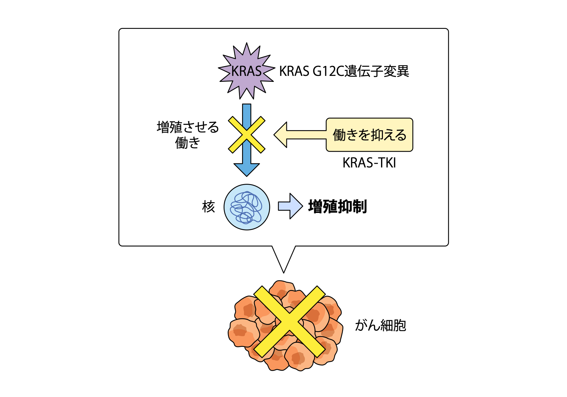 KRAS遺伝子 G12C変異がある人に効果が期待できる「KRAS阻害薬」